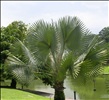 fan_palm